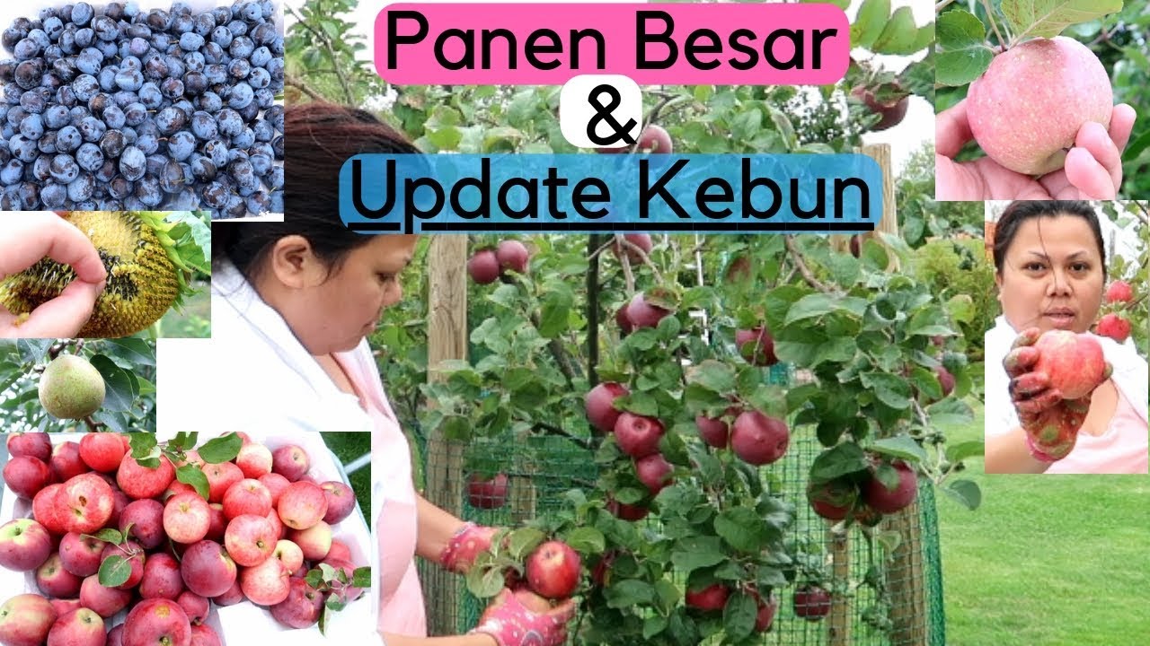 PANEN BESAR Buahnya melimpah ruah & UPDATE KEBUN #PANEN #KEBUNAPEL #BUAHPLUM