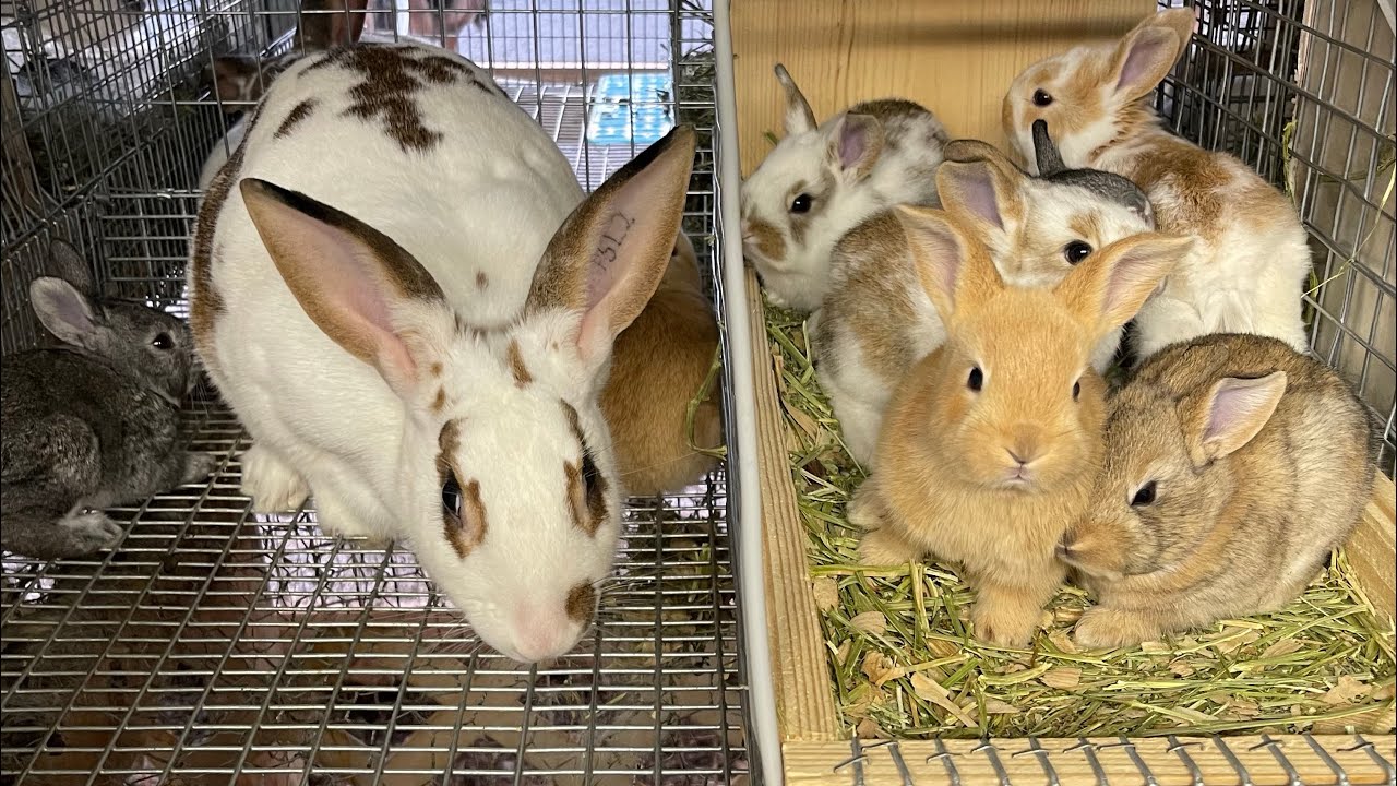 Por qué se mueren los conejos en el nido ?