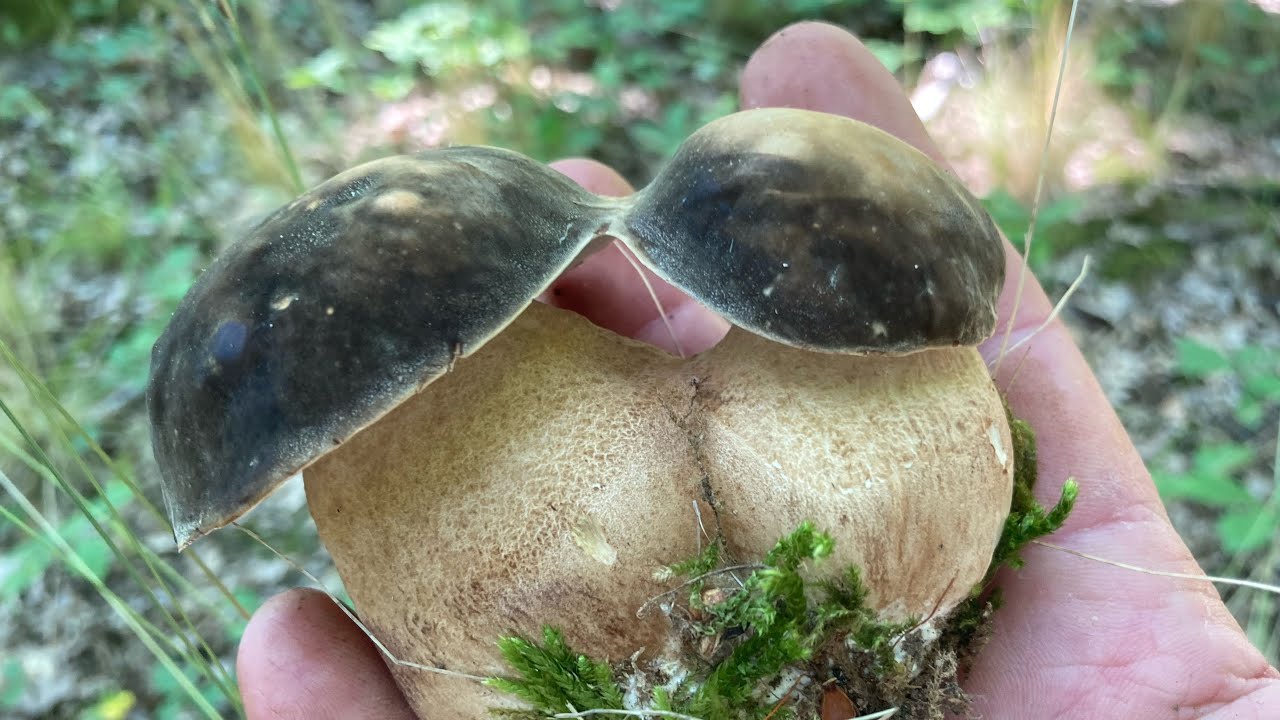 Magnifique ceuillette de cèpes reticulatus et aereus