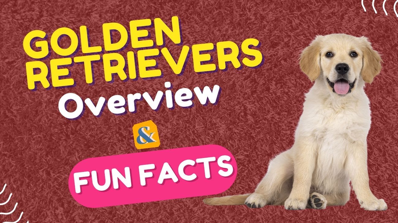 Golden Retrievers: History, Care, and Heartwarming Stories | Total Pet Tales