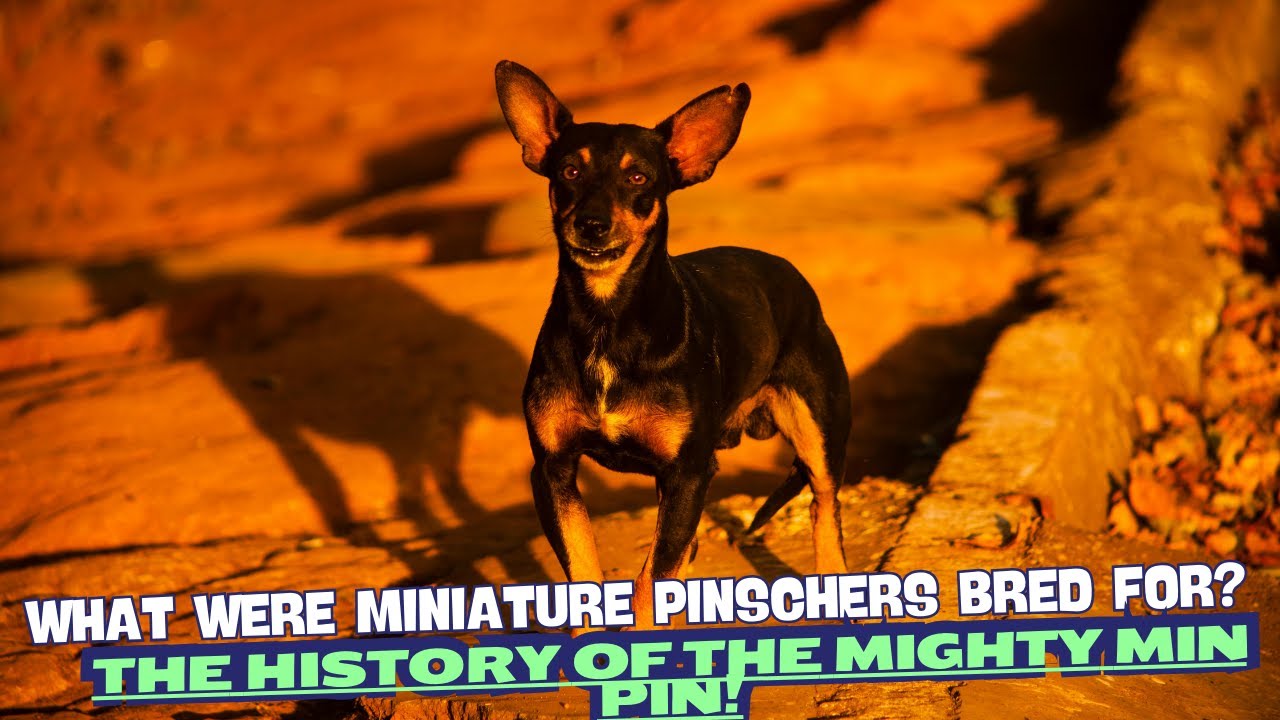 What Were Miniature Pinschers Bred For? The History of the Mighty Min Pin! 🐶🔥