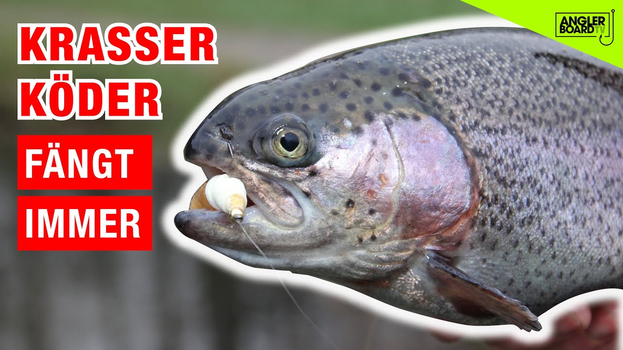 Krasser Forellenköder: besser als Spoon, Paste und Bienenmade!