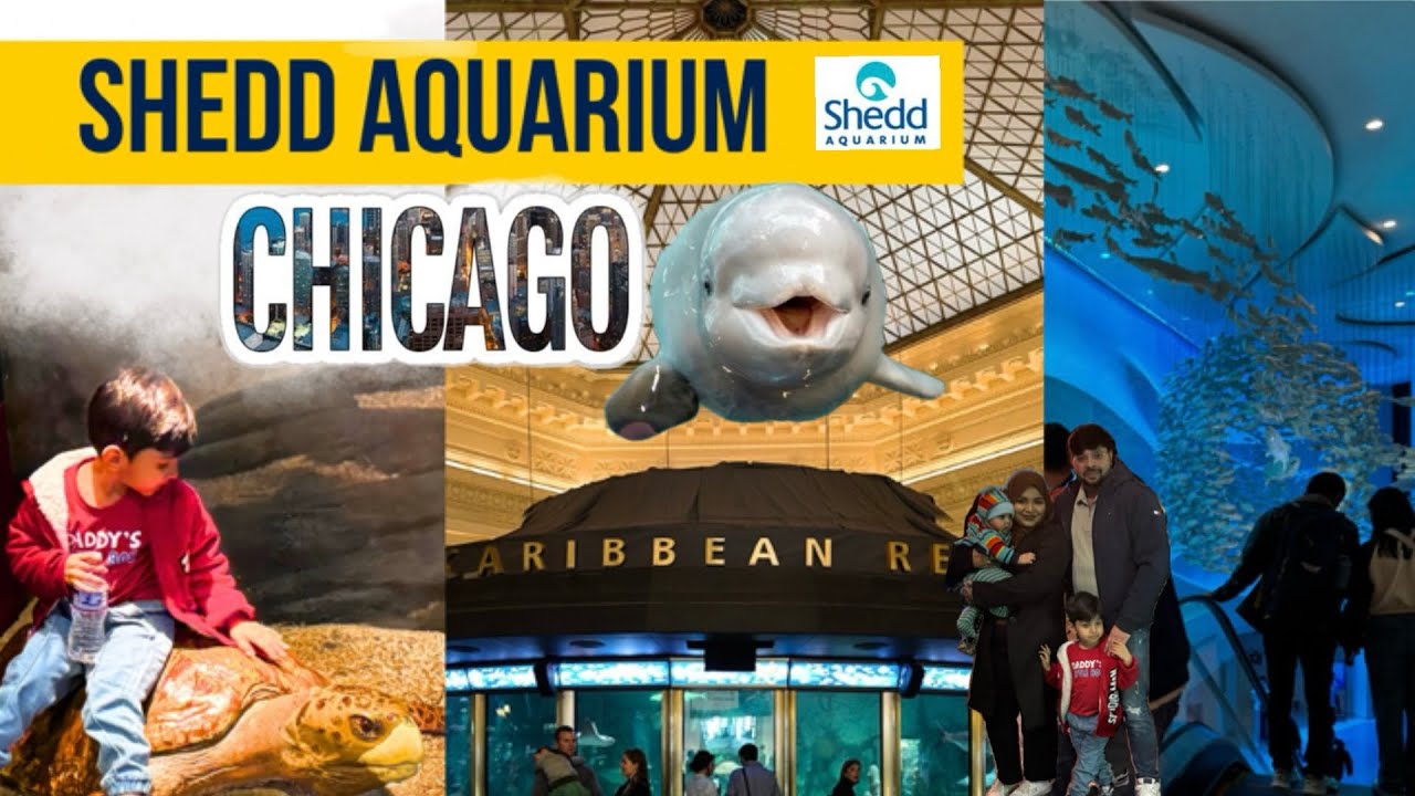 Shedd Aquarium Chicago |Tickets, prices, parking – poori update | Hyderabadi family @Asween.shehzad 