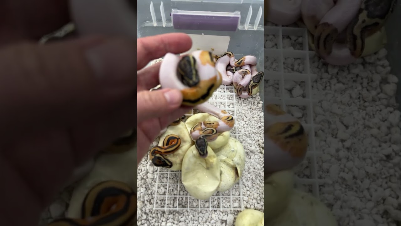 Baby Pied Ball Pythons!