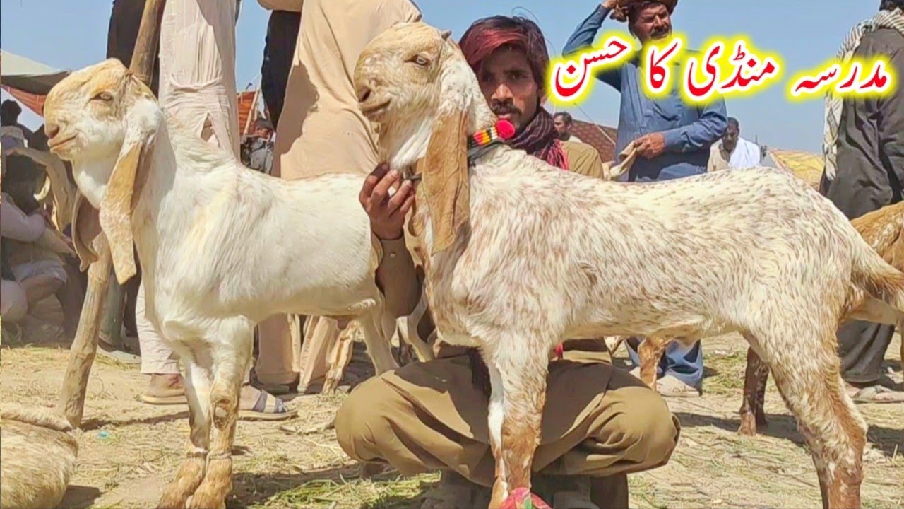 Madrasa bakra mandi pakistan/حسن کے بادشاہ بچے/Makhi cheene breeder bache fresh rate