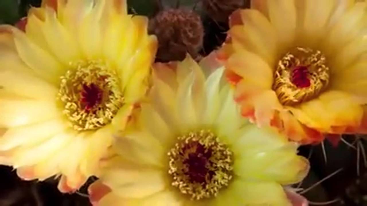 عوامل التلقيح في الأزهار