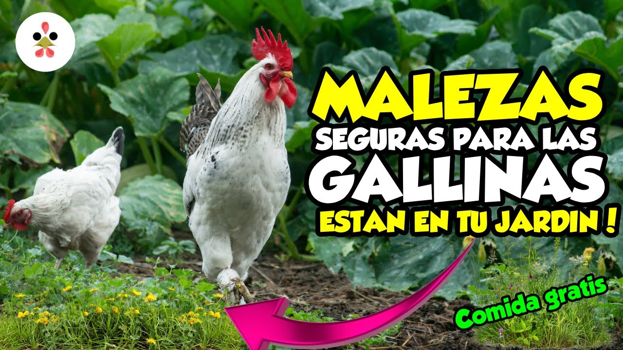 12 Malas hierbas que pueden comer las gallinas 🐔🌿 ¡Están en tu jardín! 🌱