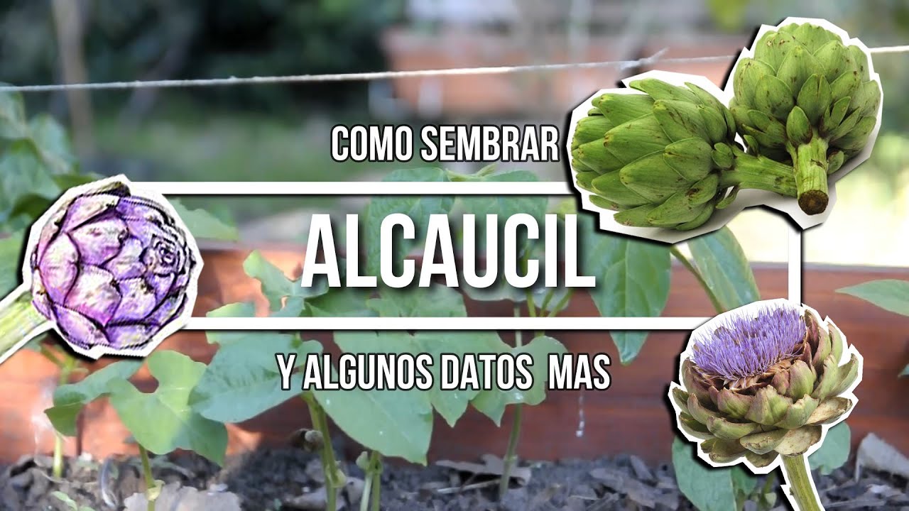 COMO SEMBRAR ALCAUCIL O ALCACHOFA