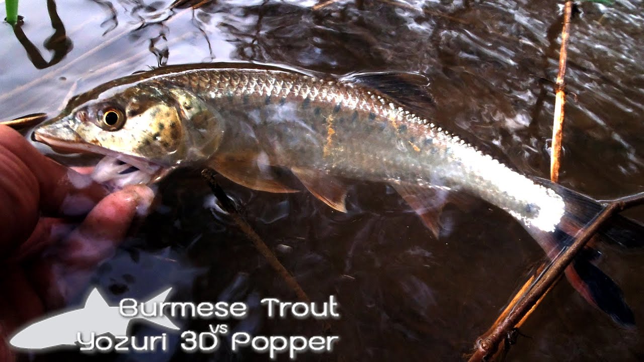 Burmese Trout with YoZuri 3D Popper