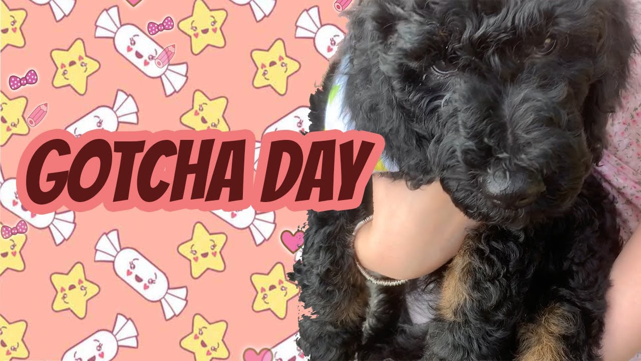 F1BB | MEET OAKNEY THE BLACK GOLDEN DOODLE PUPPY | GOTCHA DAY!!