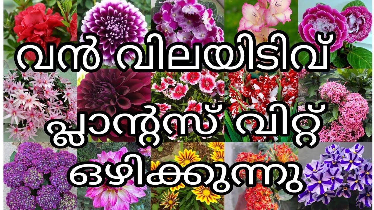 220 രൂപ മുതൽ പ്ലാന്റ്സുകൾ വൻ വിലയിടിവ് 😱😱