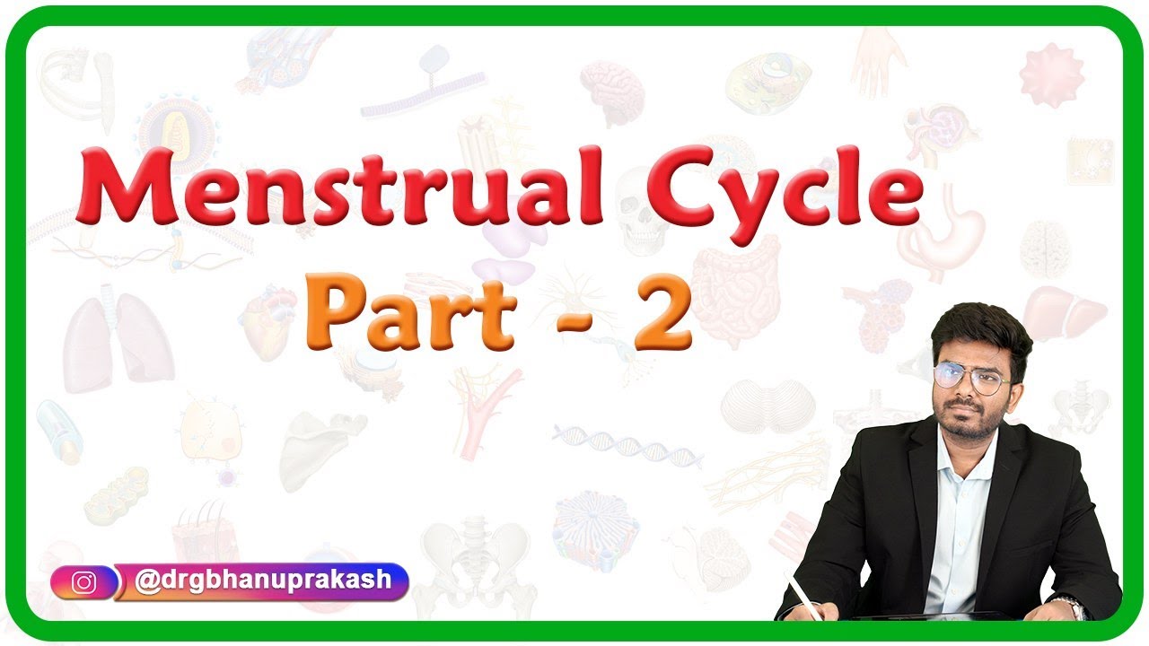 Menstrual Cycle - Part 2