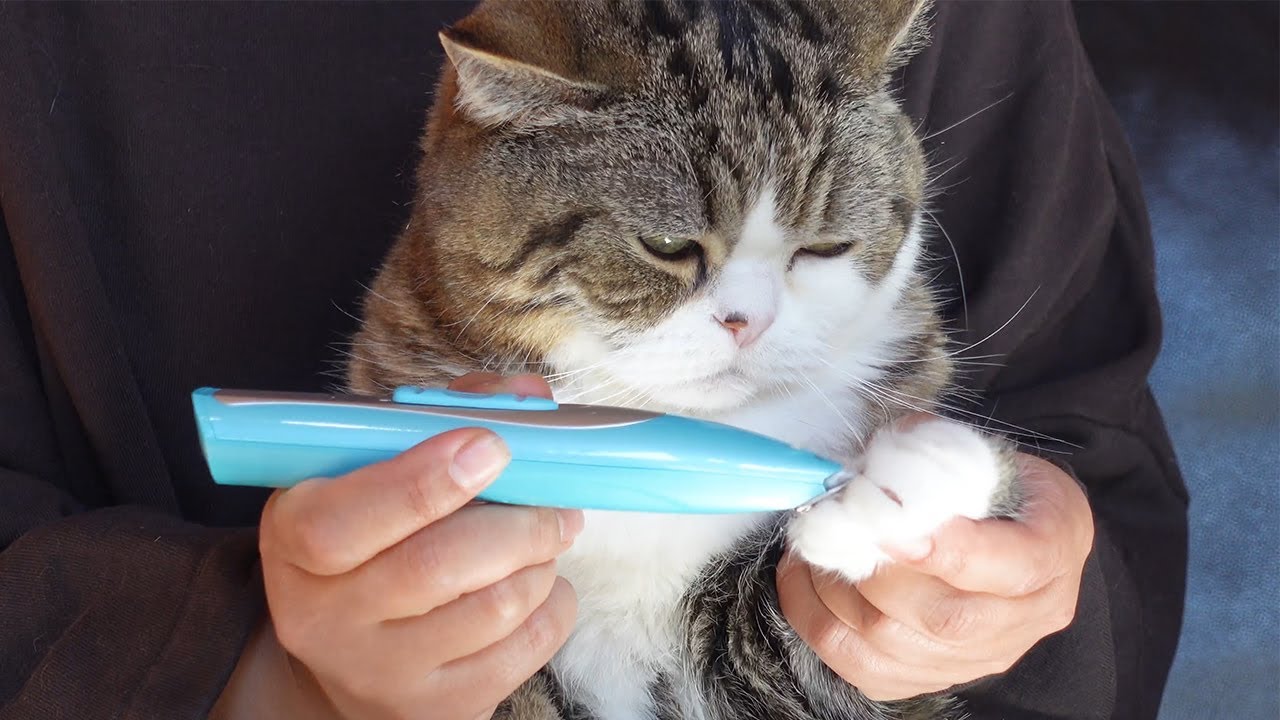 バリカンで肉球の間の毛をカットされるまる。-I trimmed the fur around Maru's paws.-