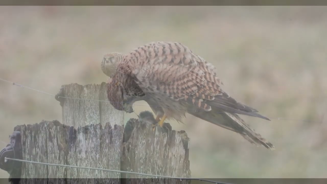 Natuurrondje Westerwolde 09022026