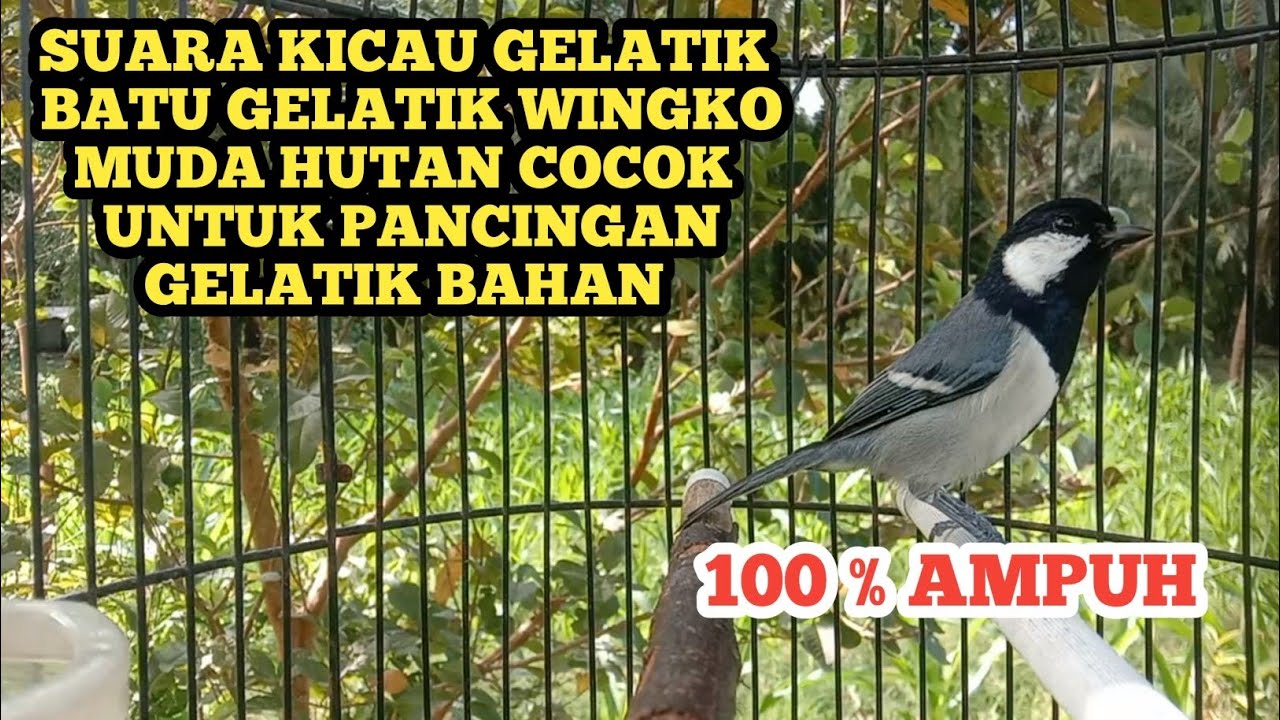 suara kicau gelatik batu gelatik wingko muda hutan cocok untuk pancingan gelatik bahan 100 % ampuh