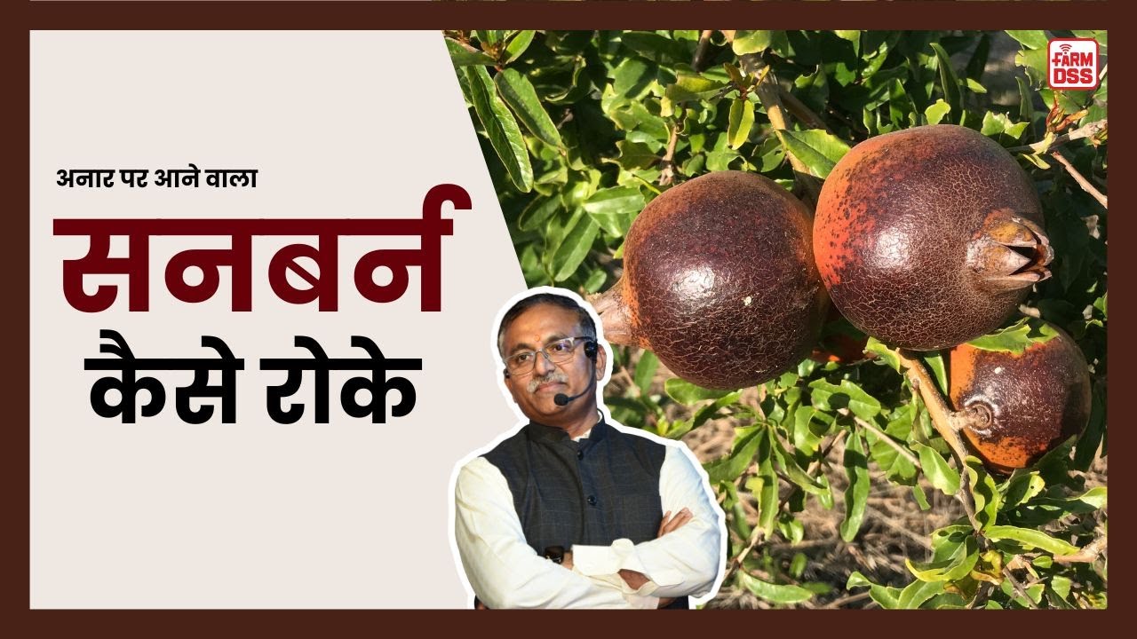 अनार का सनबर्न कैसे रोके @BTGore