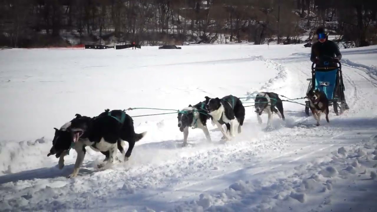 Dog Sled Races Farmington 2 28 26