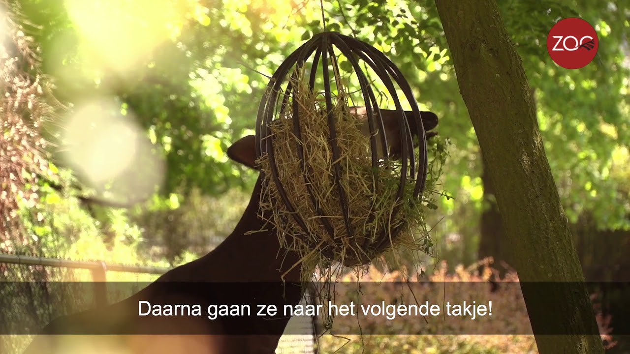 Wat weet jij over de okapi?