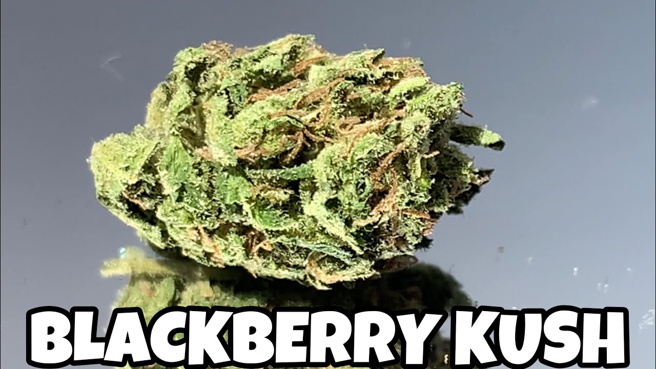 C&Aacute;TEDRA CANNABICA PRESENTA BLACKBERRY KUSH / C&Aacute;TEDRA CANNABICA PRESENTS BLACKBERRY KUSH