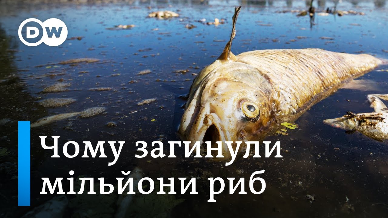 Екологічна катастрофа на Одері повториться цього літа? Європа у фокусі" | DW Ukrainian
