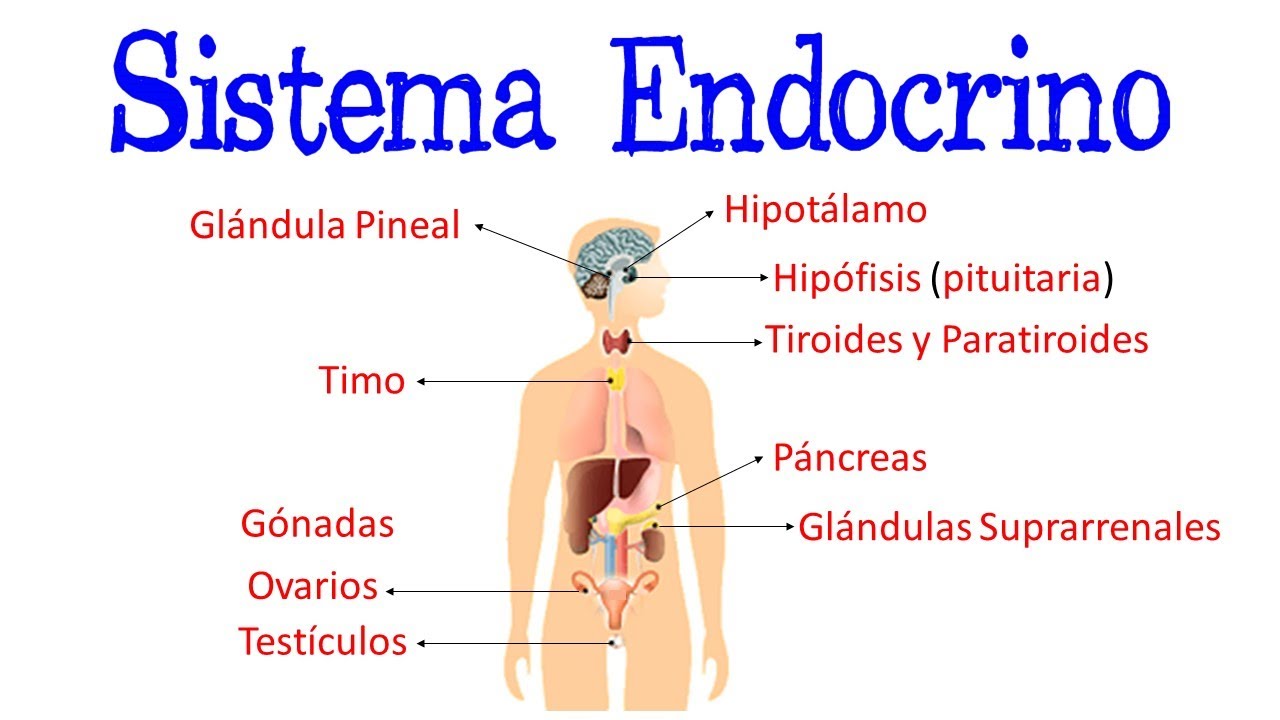 🌐 Sistema Endocrino / Gl&aacute;ndulas / Hormonas 💫 [F&aacute;cil y R&aacute;pido] | BIOLOG&Iacute;A |