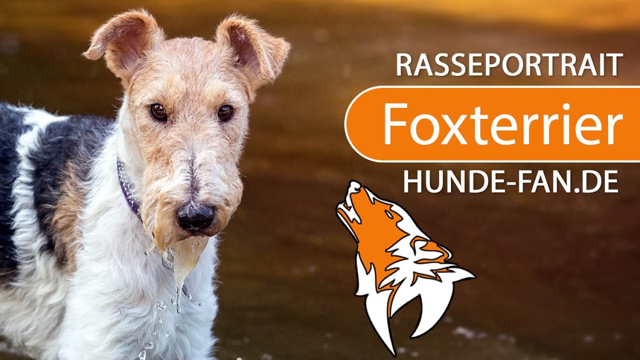► Foxterrier [2018] Rasse, Aussehen & Charakter