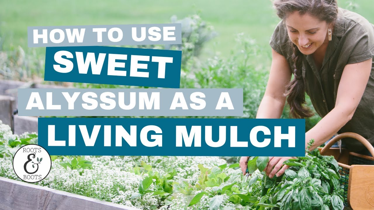 Как вырастить сладкий алиссум в качестве живой мульчи