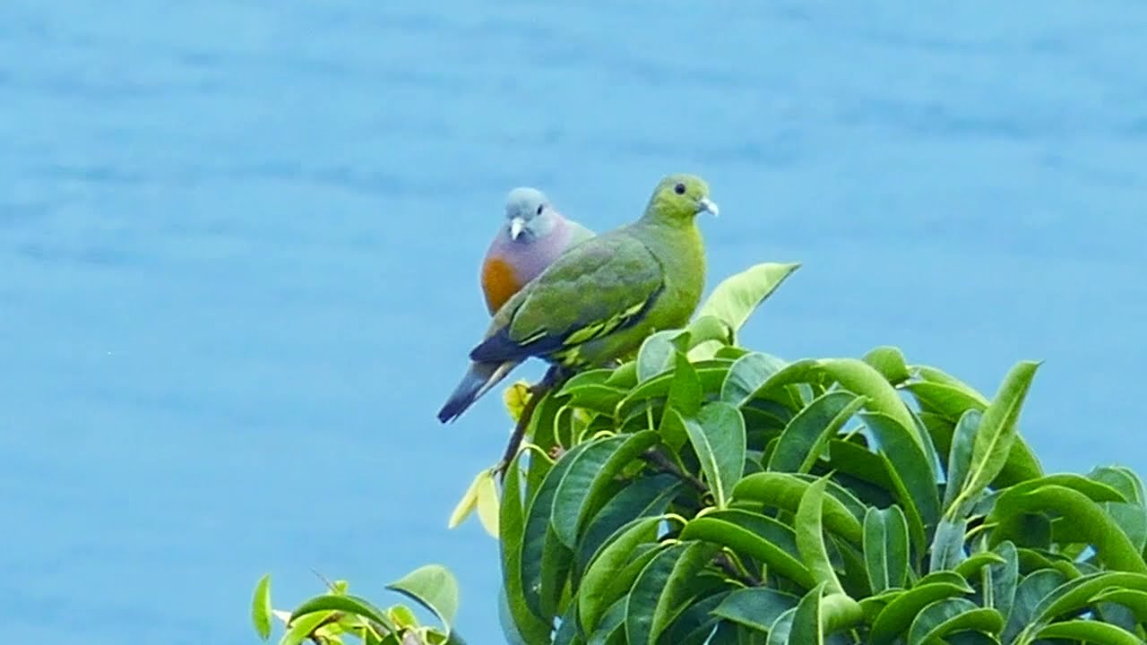 Burung Punai - Green Pigeon