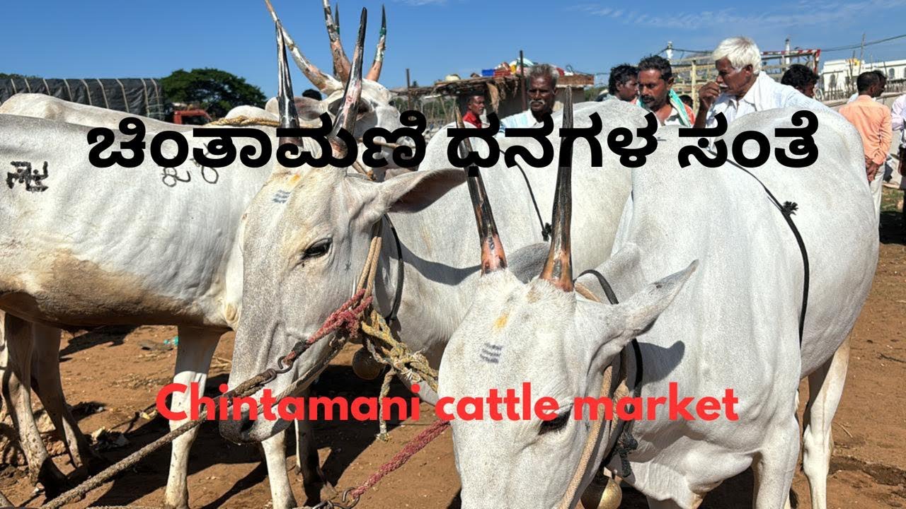 Chintamani weekly cattle bazaar-Every Sunday/30/06/2024