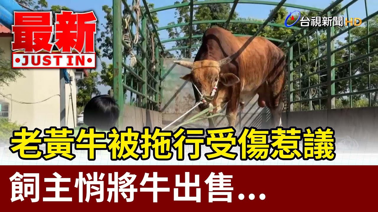 老黃牛被拖行受傷惹議 飼主悄將牛出售...【最新快訊】