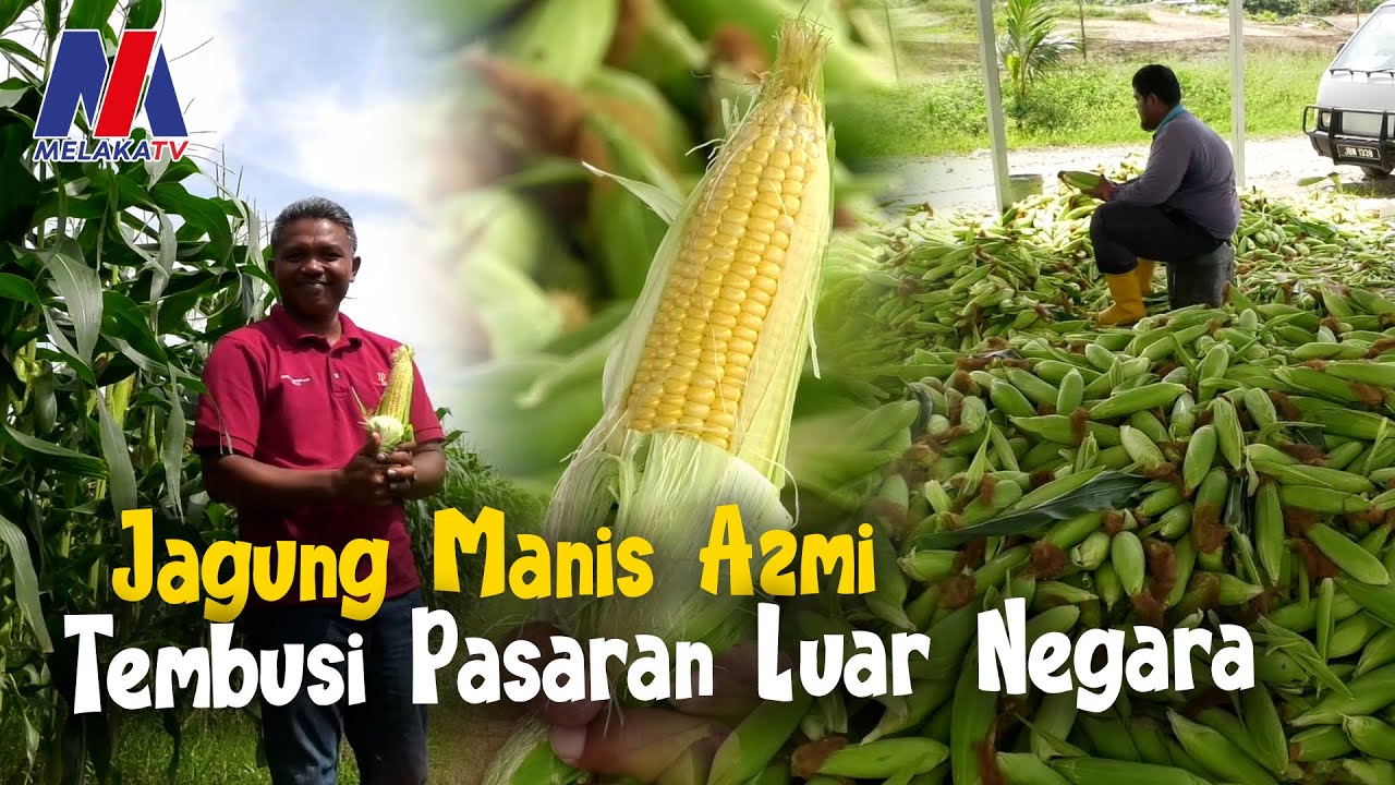 Jagung Manis Azmi Tebusi Pasaran Luar Negara