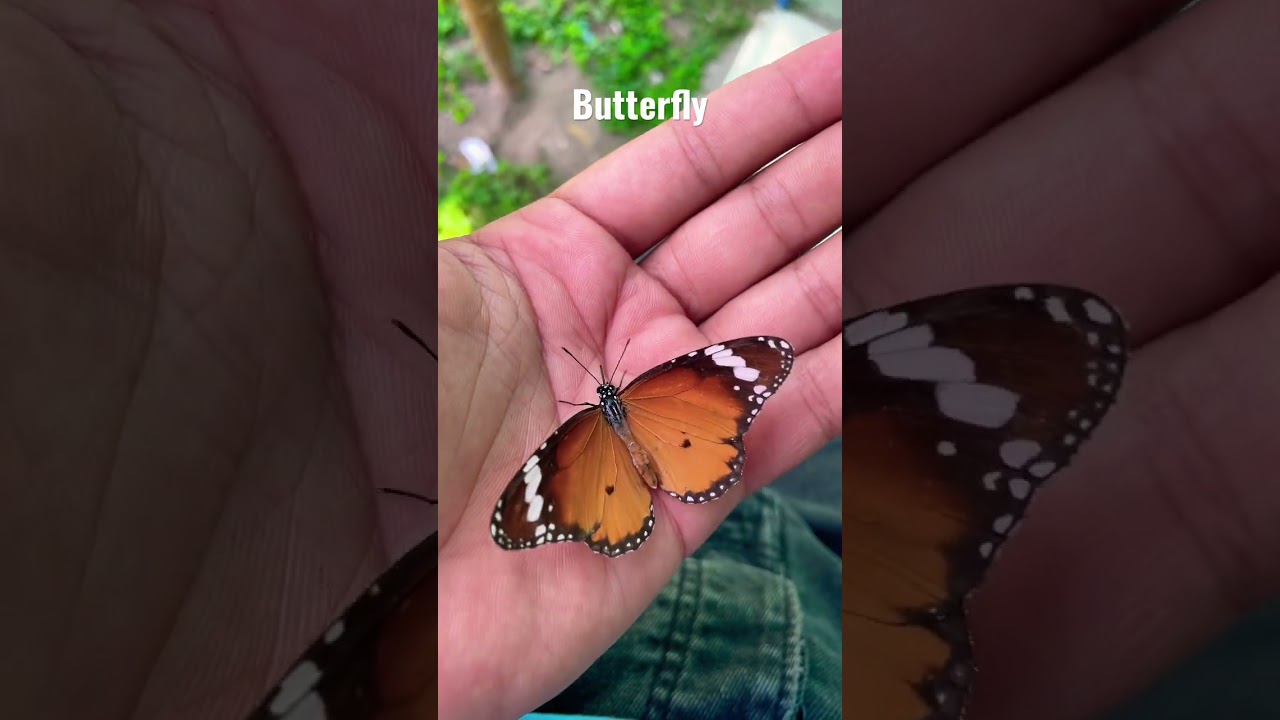 #butterfly