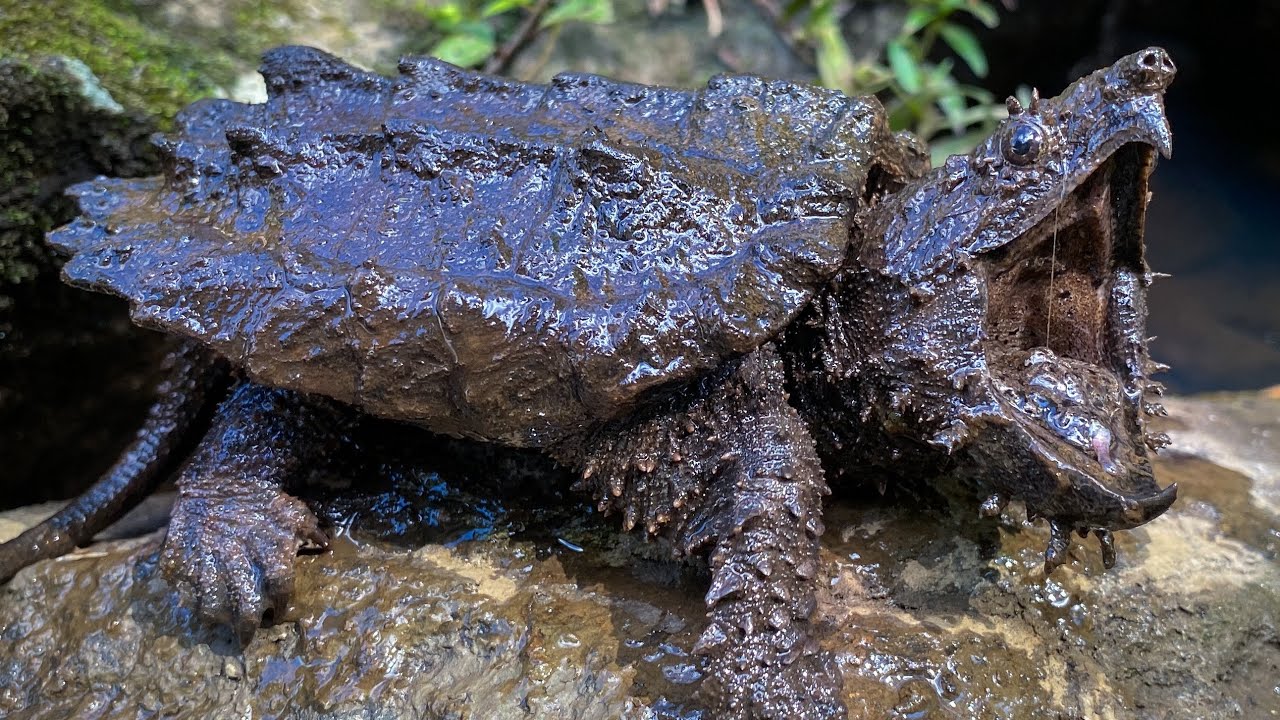 Feisty Alligator Snapping Turtle, Florida Softshell, Musk Turtles and More! October Herping
