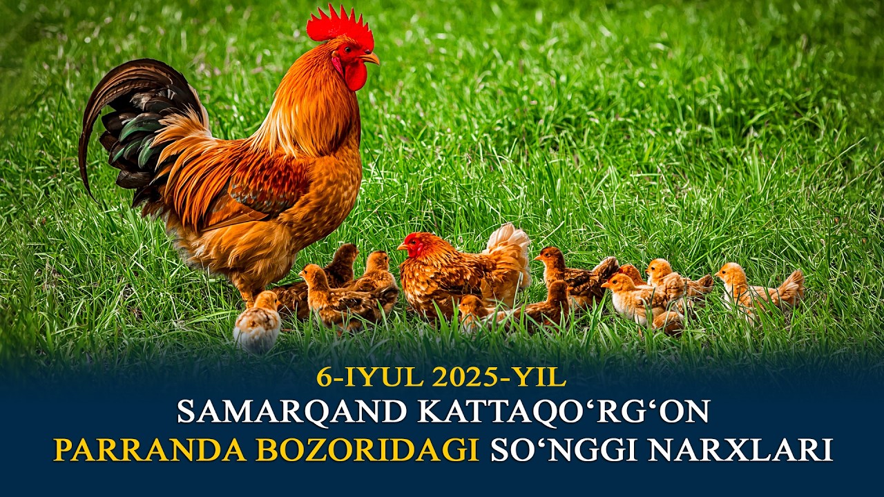 SAMARQAND KATTAQO'RG'ON PARRANDA BOZORIDAGI SUNGGI NARXLAR 6 IYUL 2025 YIL