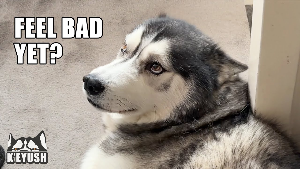 Husky Uses Puppy Eyes On Nan For Forgetting Biscuit!
