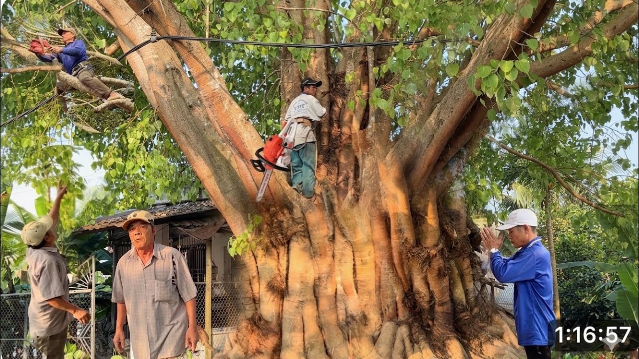 Cưa C&acirc;y Bồ Đề To Khổng Lồ T&agrave;ng Nh&aacute;nh Um T&ugrave;m Ra Đường Lộ L&ecirc;n D&acirc;y Điện 