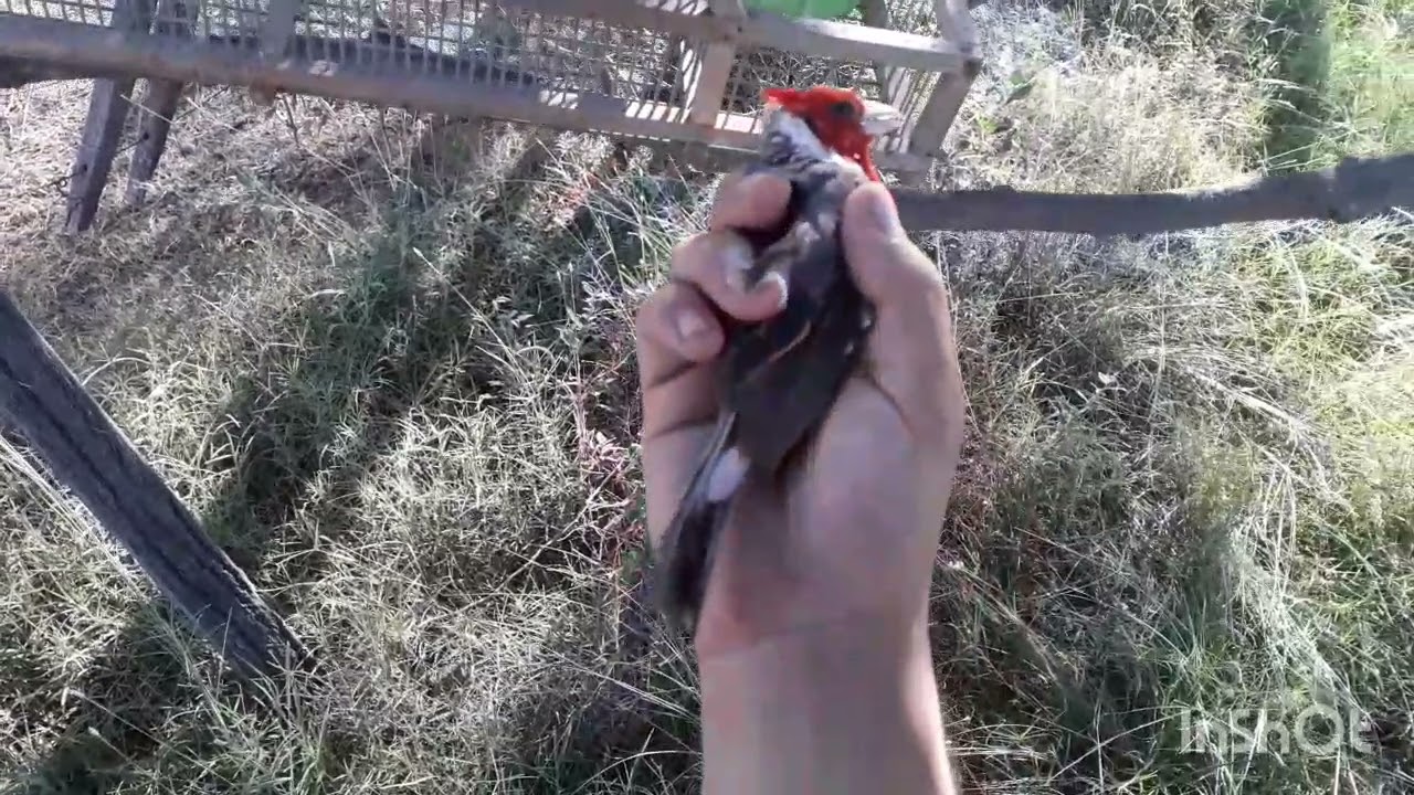 caceria en la cañada (varias cspturas ) cardenales