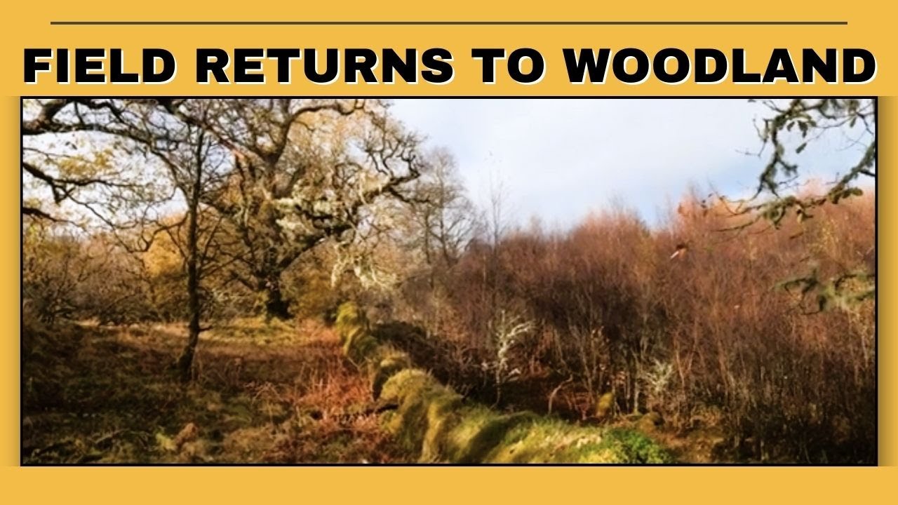 Nearly Wild Camping - Field returns to Woodland