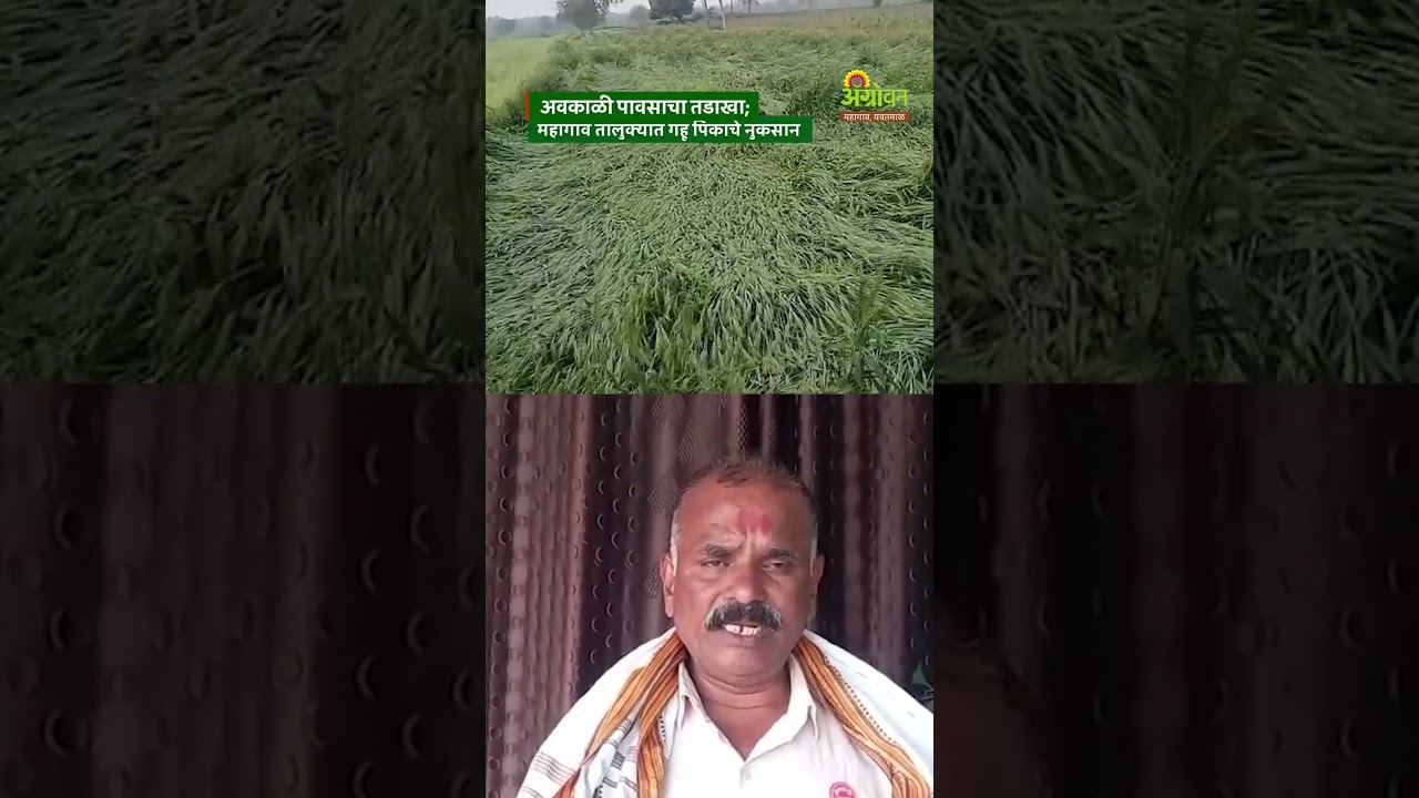 Rain Update: यवतमाळ जिल्ह्यात अवकाळी पावसामुळे गहू पिकाचे मोठे नुकसान  | Agrowon