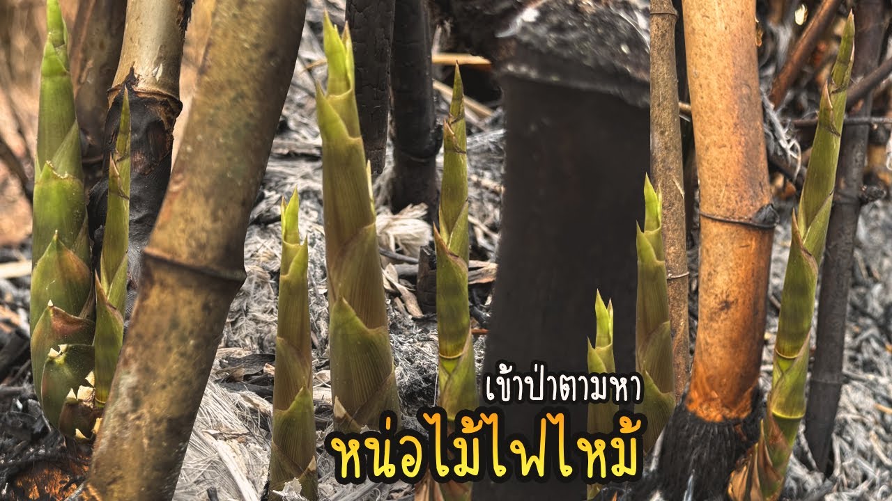 เข้าป่าลึกบุกป่าฝ่าหนามตามหาหน่อไม้ไฟ!! ยอดอ่อนๆกำลังขึ้นเลยครับ 15/3/2567
