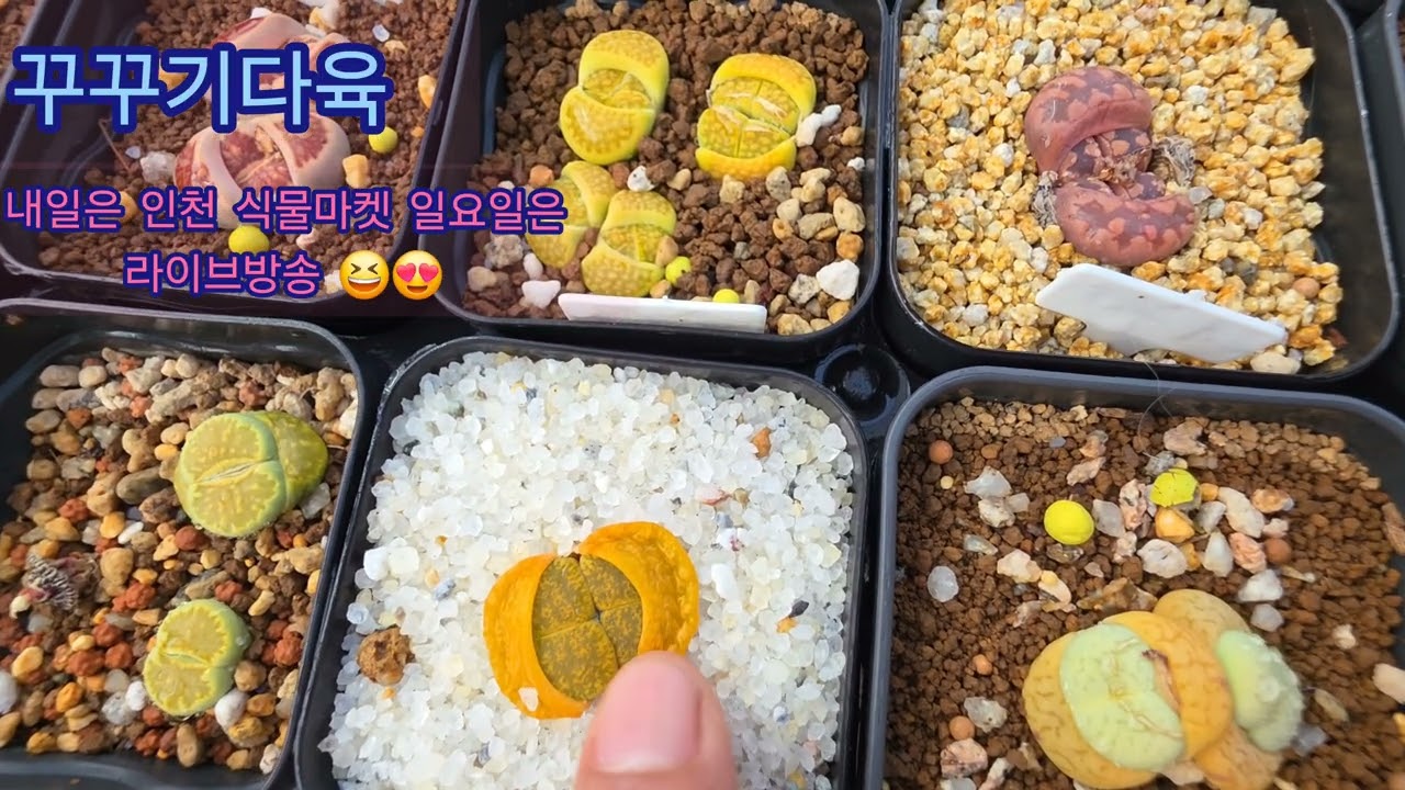 내일은 인천가요~일요일에 라이브에서 만나요~~😁😄🤗🤗