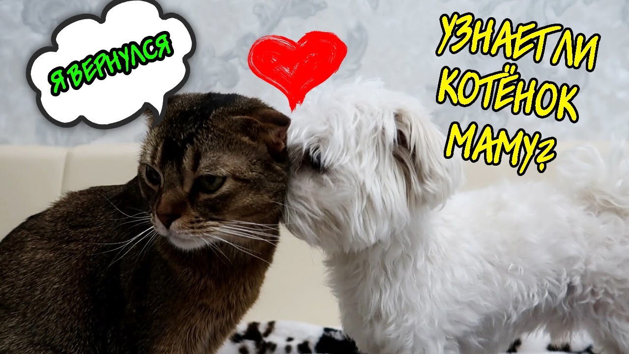 КОТЁНОК ЧЕРНОРЫЖ ЕДЕТ В ГОСТИ К СЕМЬЕ