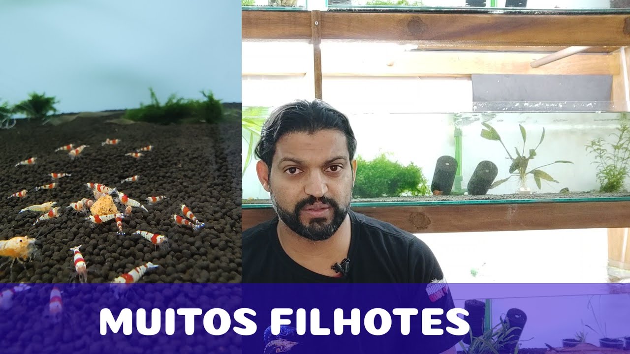 COMO TER SUCESSO COM OS FILHOTES DE CAMARÕES