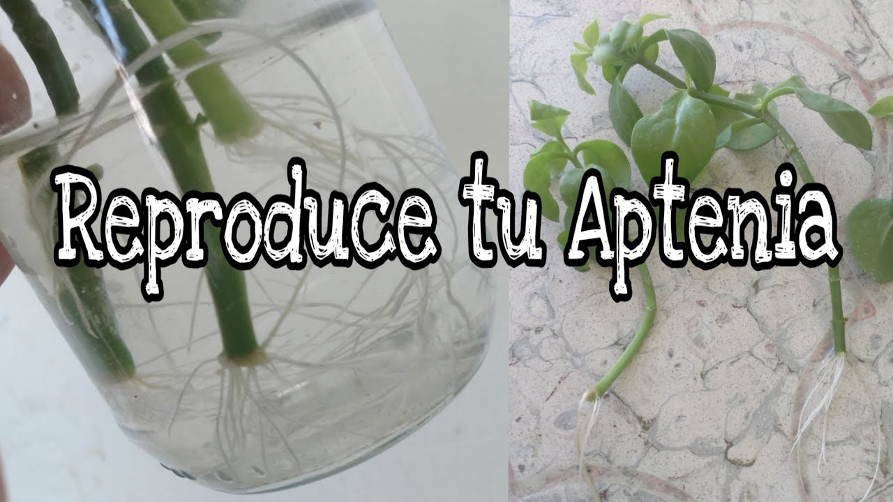 Reproducción por esquejes de Aptenia Cordifolia  paso a paso / Multiplicación del Rocio