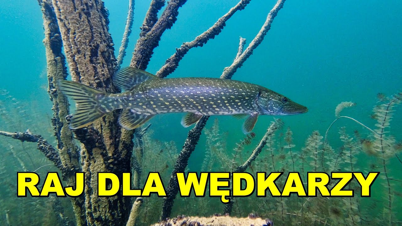 NURKOWANIE 01.07.2023