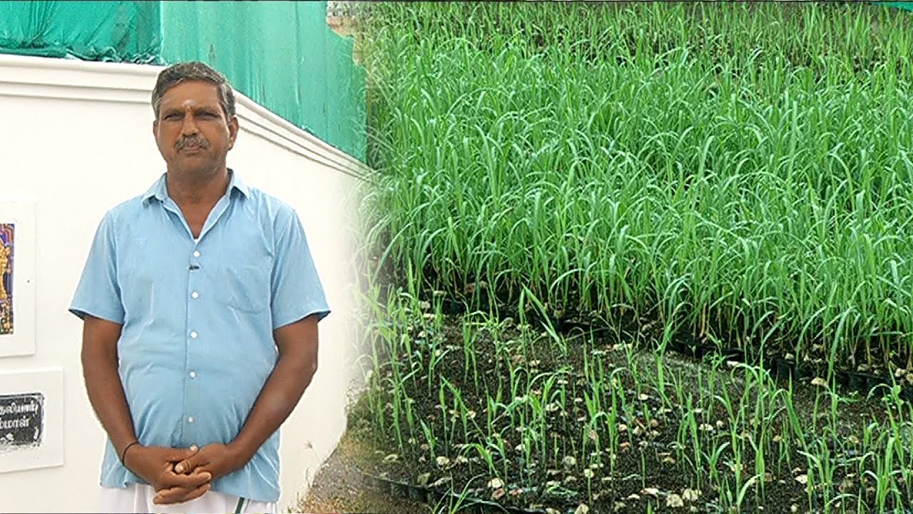 பல வகையான கரும்பு நாற்றுகளை உற்பத்தி செய்து விவசாயிகளுக்கு விநியோகம் செய்து வரும் விவசாயி