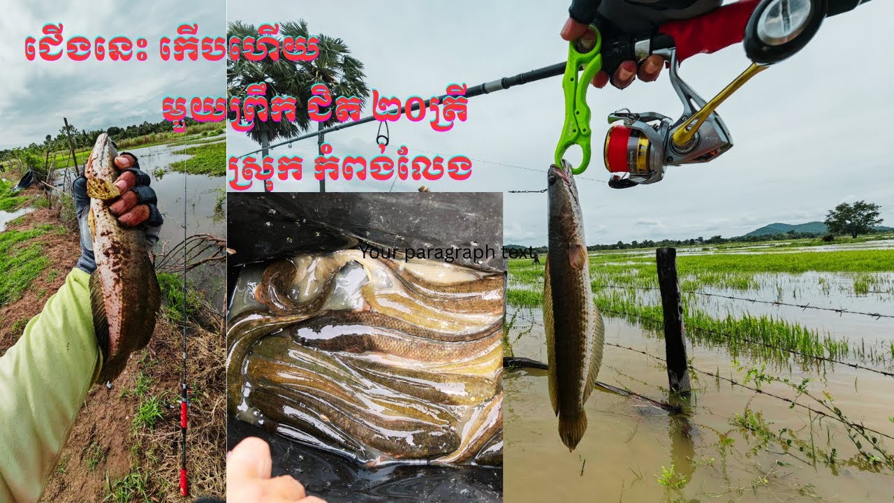 សប្បាយវាត់ណាស់ត្រីស្រែ តែមានខ្នាតៗ​​ #cambodianfoodtour #bassfishing​​ #viral #fishing #cooking