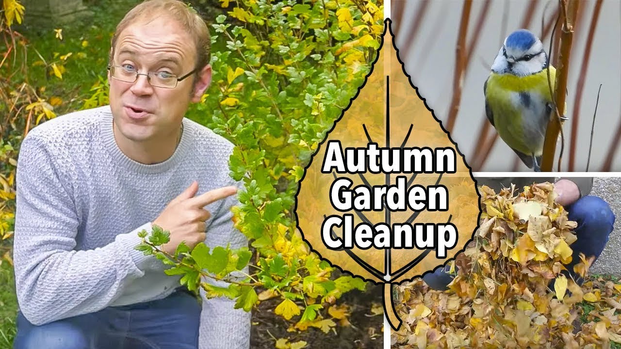 Autumn Garden Cleanup: Tidy Up Your Garden and Help Wildlife at the Same Time!