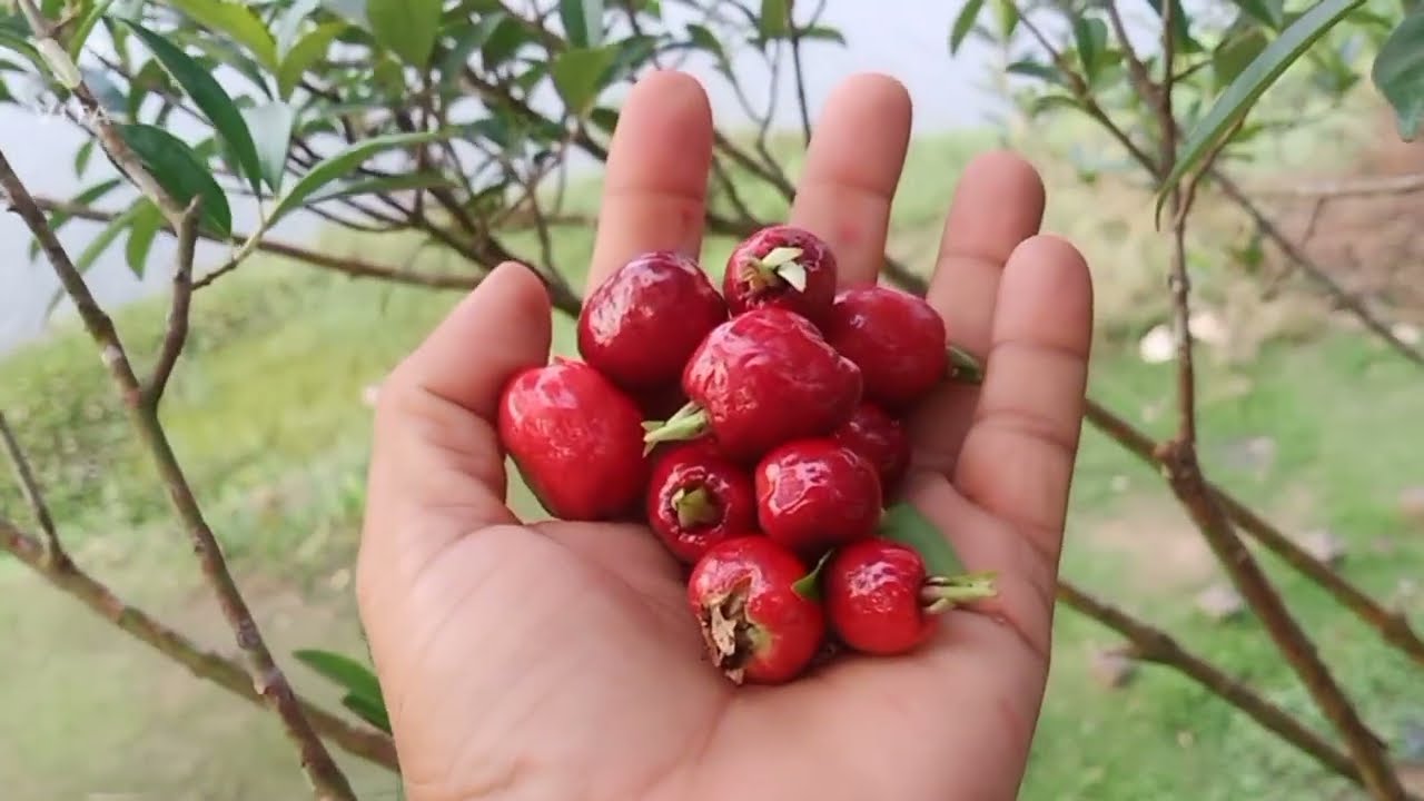 Cherry of the Rio Grande , veliyath garden , 9544280007
