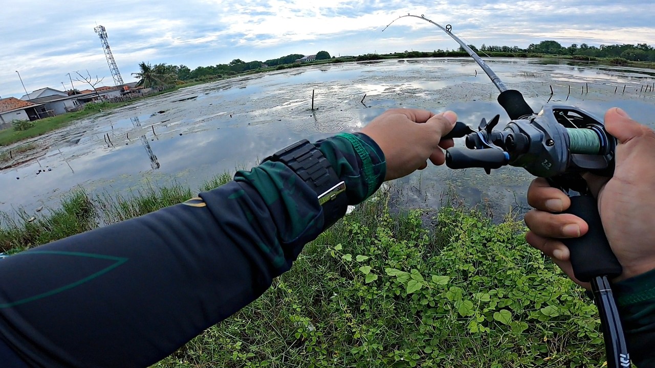 CASTING GABUS..!! PAKAI UMPAN SOFTFROG INI EFEKTIF JUGA SAMPAI STRIKE TERUS, DAIWA RC LANGSUNG AMISS